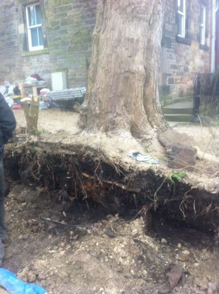 Large tree roots exposed during urban landscape project in Edinburgh by IMC Stonemasons.