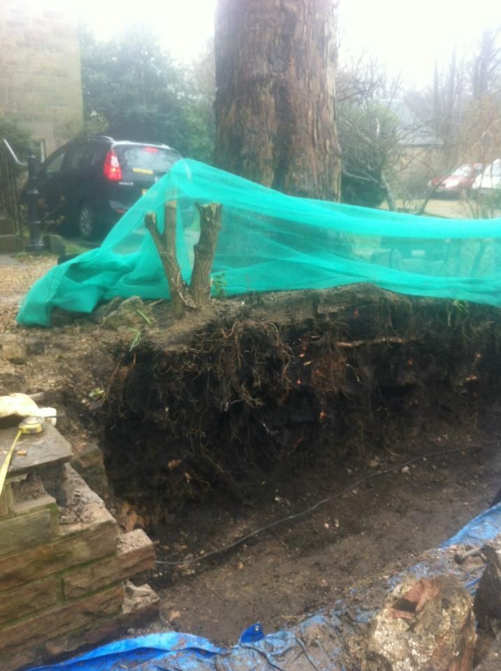 Cracked tree root exposed after garden excavation for landscaping projects.